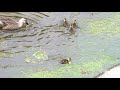 カルガモ親子の安否確認＃１