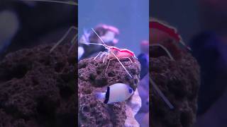 Cleaner shrimp #saltwaterfishtank #aquarium #fishaquarium