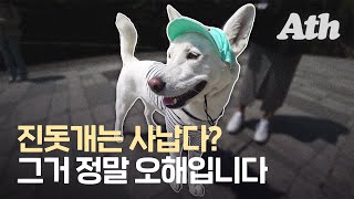 Korean Jindo Dog. Why people are being aggressive to them?