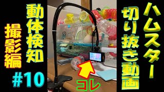 【ドライブレコーダーの】ハムスター切り抜き動画#10【間違った使い方】