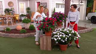 Ultimate Innovations 3pc Bloomin' Crazy SunPatiens on QVC