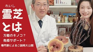 万能キノコ霊芝（マンネンタケ）について徹底的に解説｜What’s Reishi mushroom？ almighty mushroom, immune enhancement.