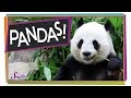 The Problem With Pandas | Animal Science for Kids