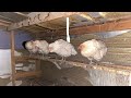 2025 2 20 本日のアローカナたち 〜today s chickens〜