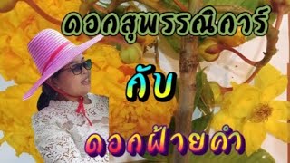 ดอกสุพรรณิการ์กับดอกฝ้ายคำต่างกันอย่างไร