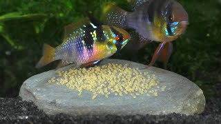 German Blue Rams Laying Eggs!