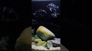 200 Gallon Tanganyikan ''Rocky Habitat'' Biotope @koryaqua | Falcon Aquarium Services