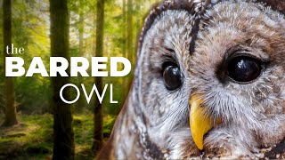 Crazy Sounds, Heartfelt Eyes and Everything in-between | The Barred Owl