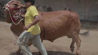 HEAVY WEIGHT Pure Sahiwal Bull Running Tracking Cinematic Scene Filmed by Canon M50 with Moza Air 2