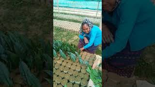 নারচারী চাহ গছৰ কাটিং #Tea cutting Planting.