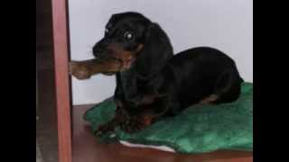 Chiro il Bassotto (dachshund)