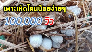 วิธีเพาะเห็ดโคนน้อยกินเองง่ายๆ แบบไม่ต้มฟาง(Coprinus fimetarrius cultivation)| Farm Station