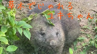 【wombat】草木でじゃれるユキちゃん☆(Yuki playing with plants)