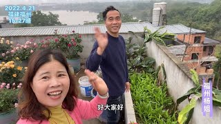 福州杨姐：清晨杨姐夫妇在楼顶摘青菜赏花，楼顶真是个聚宝盆，好惬意的生活