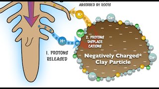 Organic Matter Expands CEC + the Classic Chemistry | Regenerative Soil