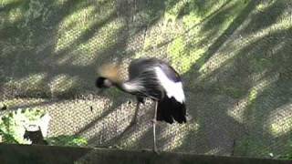 臺北市立動物園_鳥園區_灰頸冠鶴Grey crowned crane_01