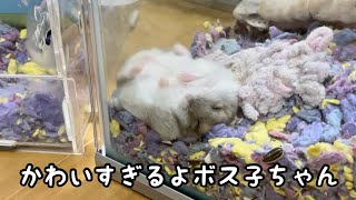 かわいさが限界突破したハムスター