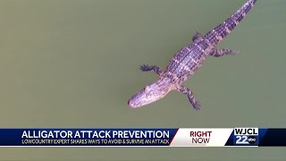 What to do if you are attacked by an alligator