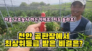 초보 고추 농사꾼이 공판장에서 최고가를 받은 이유는? #농사 #고추재배 #생활팁