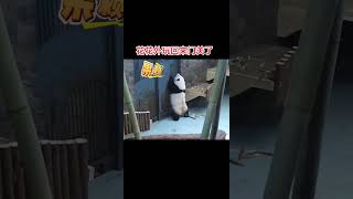 大熊猫花花开口说话，花花呼叫这么急肯定有急事Panda funny moments #panda #pandasong #熊猫 #大熊猫 #熊猫花花