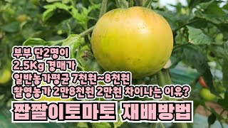 짭짤이토마토 최고 경매가를 받은 재배비법 당도가 10브릭스 #제철음식 #토마토재배 #짭짤이토마토 #농사