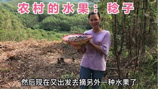 周末农村宝妈上山摘稔子 80和90后你们有多少年没吃过这野果了？【广西一帆妈妈】