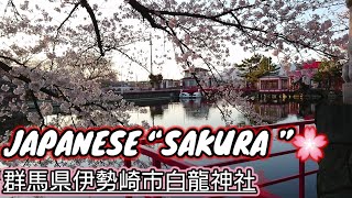 JAPANESE “SAKURA”#白龍神社．Gunmaken Isesakisi Hakuryu Zinja 2020/3 #4K#1440P