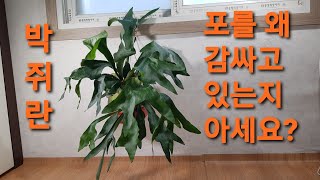 박쥐란 2년만에 대품만들기. 키우는 법.번식.환경.물주기