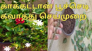 காக்கட்டான் பூச்செடி கவாத்து செய்முறைPruning plantsBest time todopruning whypruning important plants