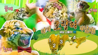 🐯아기 호랑이 4남매의 세상 나들이 ☀ 1탄 ❤ [KBS대/세/남 With Animals] / KBS 방송