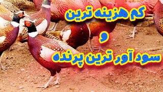 سود آور ترین پرنده برای پرورش