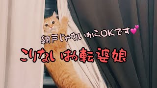 【懲りないお転婆娘】short movie