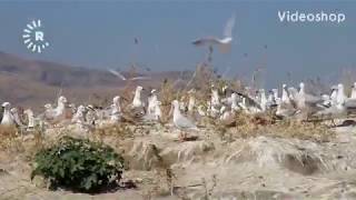 دیمەنی دەربەندی رانیە و نەورەسەكانی لە وەرزی هاوین 😍 جوانترین دیمەنی دەربەندی رانیە