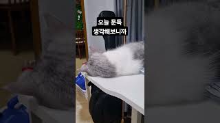 오늘 하루가 지루한 이유 #고양이브이로그