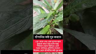 বামনহাটি গাছ এর উপকারিতা #উদ্ভিদ_ও_অন্যান্য #agriculture #plants #farming #বামনহাটি#nature#bamonhati