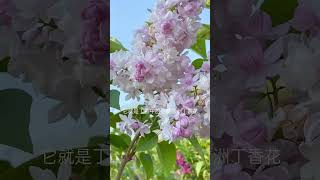 1200 丁香花 开花香味浓郁，耐热耐寒适合庭院栽种，开花时满院飘香 #花卉绿植 #分享家庭养花知识