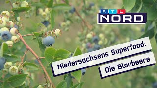 Superfood Blaubeere: Tipps vom Profi