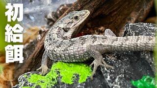 Feeding baby Abronia