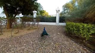 Peacock: Taking Off