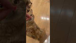 【猫とマグロ】マグロを食べたすぎて立ちあがっちゃう猫の動画#cat #shorts #猫動画