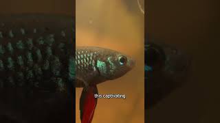 Bettas in the wild - Betta imbellis in native habit!