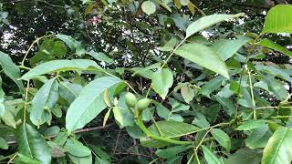 Common walnut - leaves & fruit - June 2021