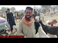 tando allhayar bakra mandi latest update today date 20 02 2025