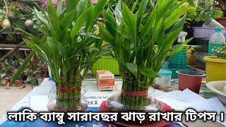 লাকি বাম্বু সারা বছর ঝাড় রাখার সঠিক টিপস ।। Lucky  Bamboo plants care | gardening tips and tricks