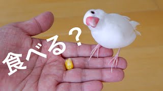 トウモロコシが怖くて食べられない文鳥のかわいい仕草　“Java sparrow‘’ ‘’gelatik jawa‘’ ‘’문조‘’