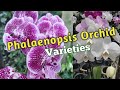 Phalaenopsis Orchid Varieties Species Tropical Garden Tour