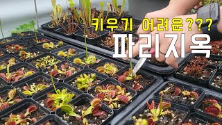 파리지옥 키우기!! / 파리지옥 안죽이는 방법🌴