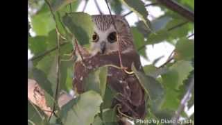 A Beautiful Little Saw Whet Owl Flies Free