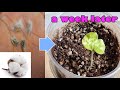 목화 키우기 도전! 새싹이 쏘옥 나왔네요 ♥ Cotton growing challenge! Sprouts have come out ♥