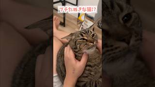 【猫動画】たぬき似の猫が可愛くてテンション上がる飼主www #shorts